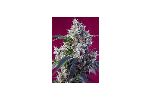 Indigo Berry Kush 3+1 Fem