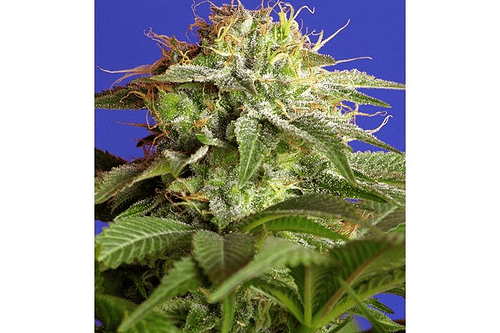 Green Poison 3+1 Fem