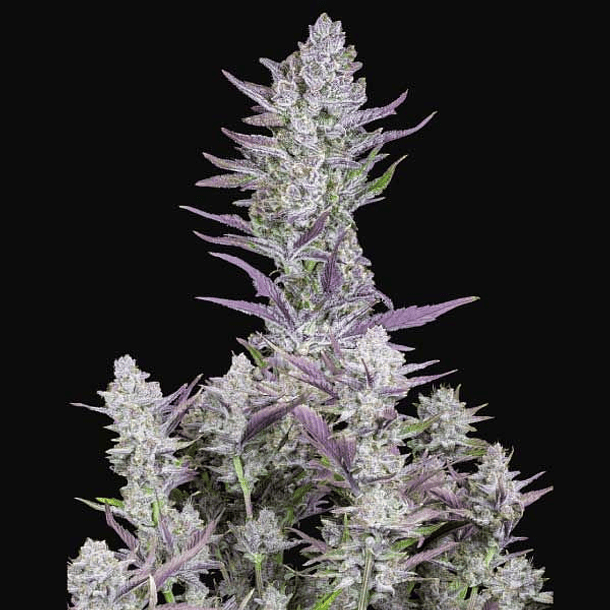 Wedding Glue x1  Auto