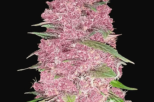 Purple Lemonade x3 Auto