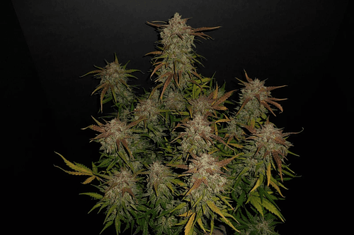 Lemon AK-47 x3 Auto