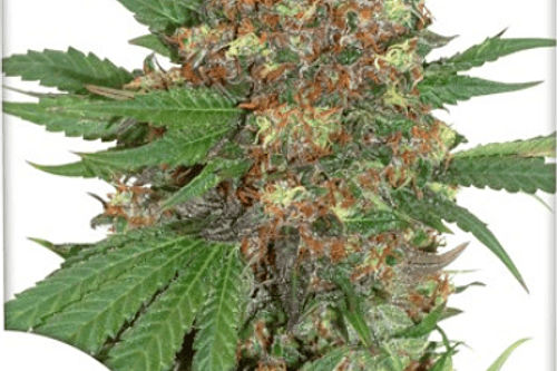 DUTCH PASSION - MASTER KUSH FEM X3