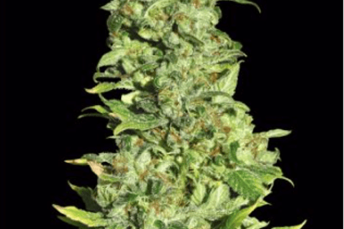  EVA SEEDS - HIGH LEVEL FEM X3