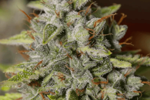 EVA SEEDS - VIEJO TOBY X3 FEM