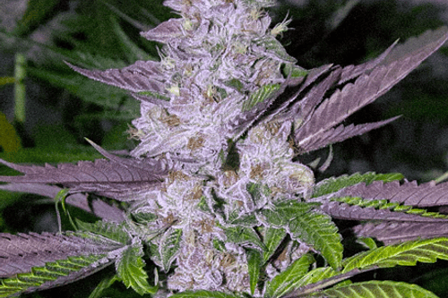 MENDOCINO PURPLE KUSH FEM X3