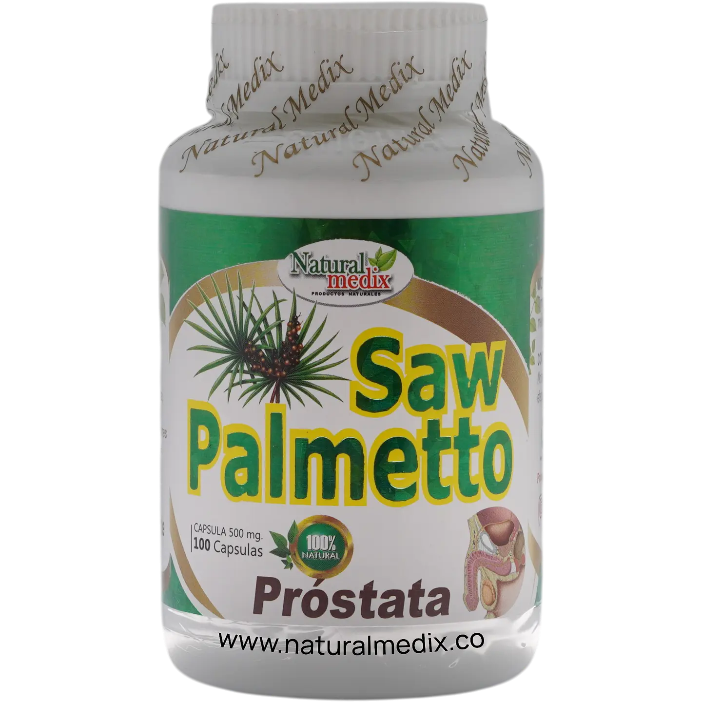 Saw Palmetto 1