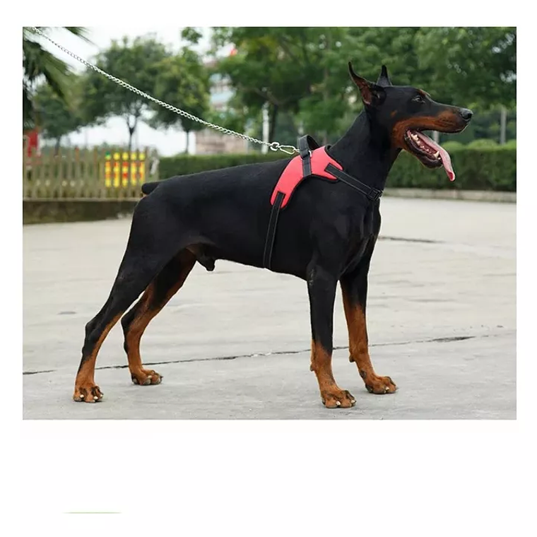 Arnes/pechera Talla L Ajustable 1