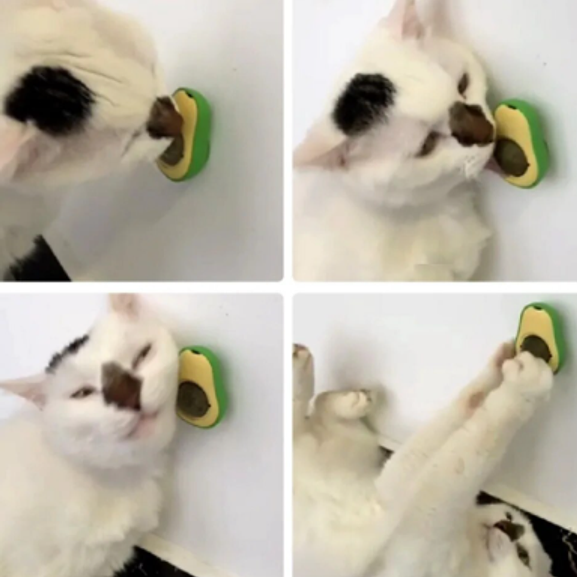 Palta Hierba Gatera Cat Nip  2