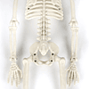 Halloween Movable Skeleton Plastic  5