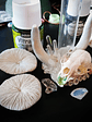 Amanita mushroom & stoat skull Apothecary bottle -  - thumbnail 9