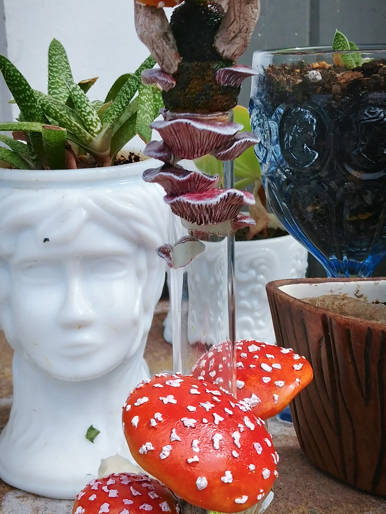 Amanita mushroom & stoat skull Apothecary bottle -  4