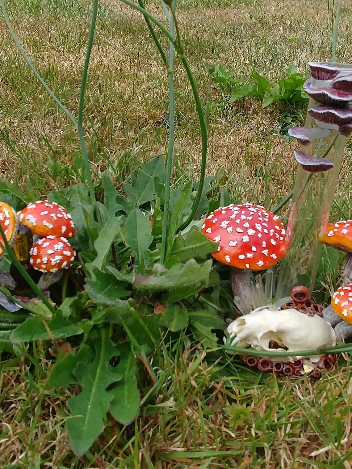 Amanita mushroom & stoat skull Apothecary bottle -  8