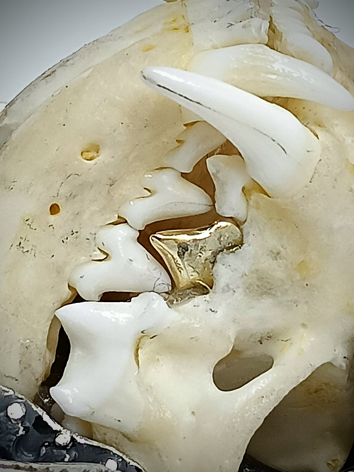 MTO - Queens revenge - Art Piece - Mink skull and gemstone talisman - Sterling 8