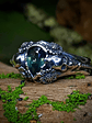 Sapphire ring  - thumbnail 3