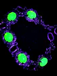 Victorian style, gold plated Uranium glass link Bracelet   #Bb037 - thumbnail 5