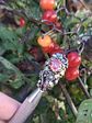 Ooak Watermelon Moissanite Ladybug ring. Sterling and gold ring - thumbnail 6