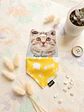 Pañuelos Estilo Bandana para Gatos - Miniatura 7