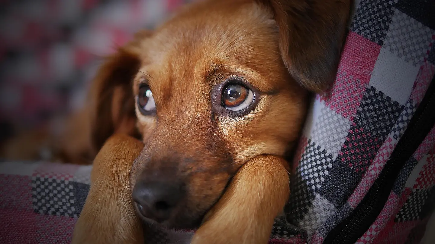 Los mejores productos para tu perrito