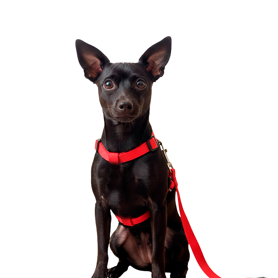 Correa Viajera Color Rojo para Mascota Talla L 1