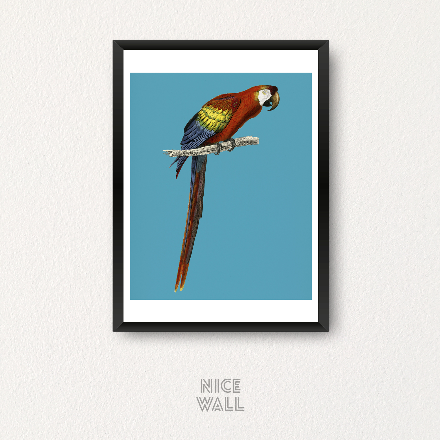 Cuadro Guacamayo