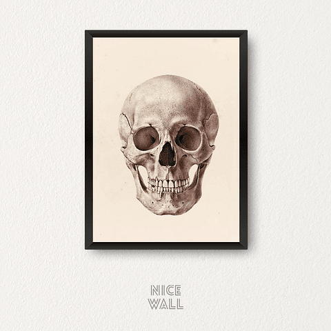 Cuadro Cráneo