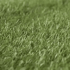 Pasto Sintético 20mm Rollo 2,5 X 1 Metro 5