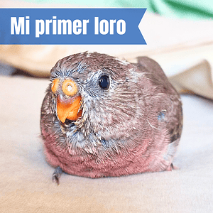 Asesoría MI PRIMER LORO Online 