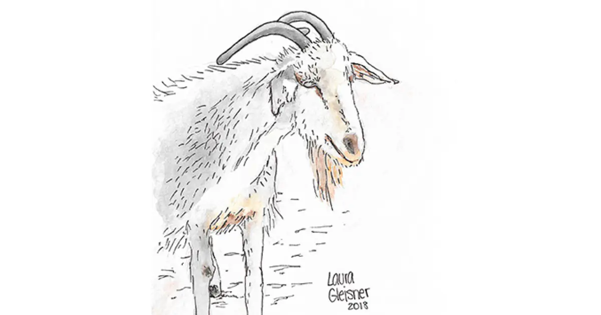 Chivo cordillerano