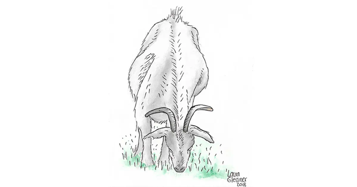 Chivo pastando