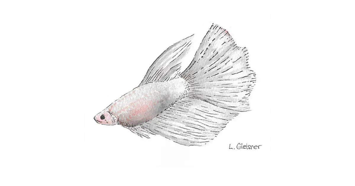 Pez Betta