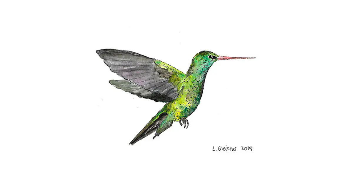 Colibrí