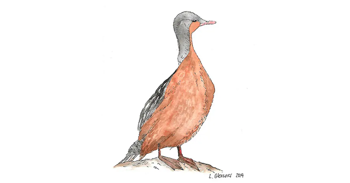 Pato Cortacorrientes Hembra