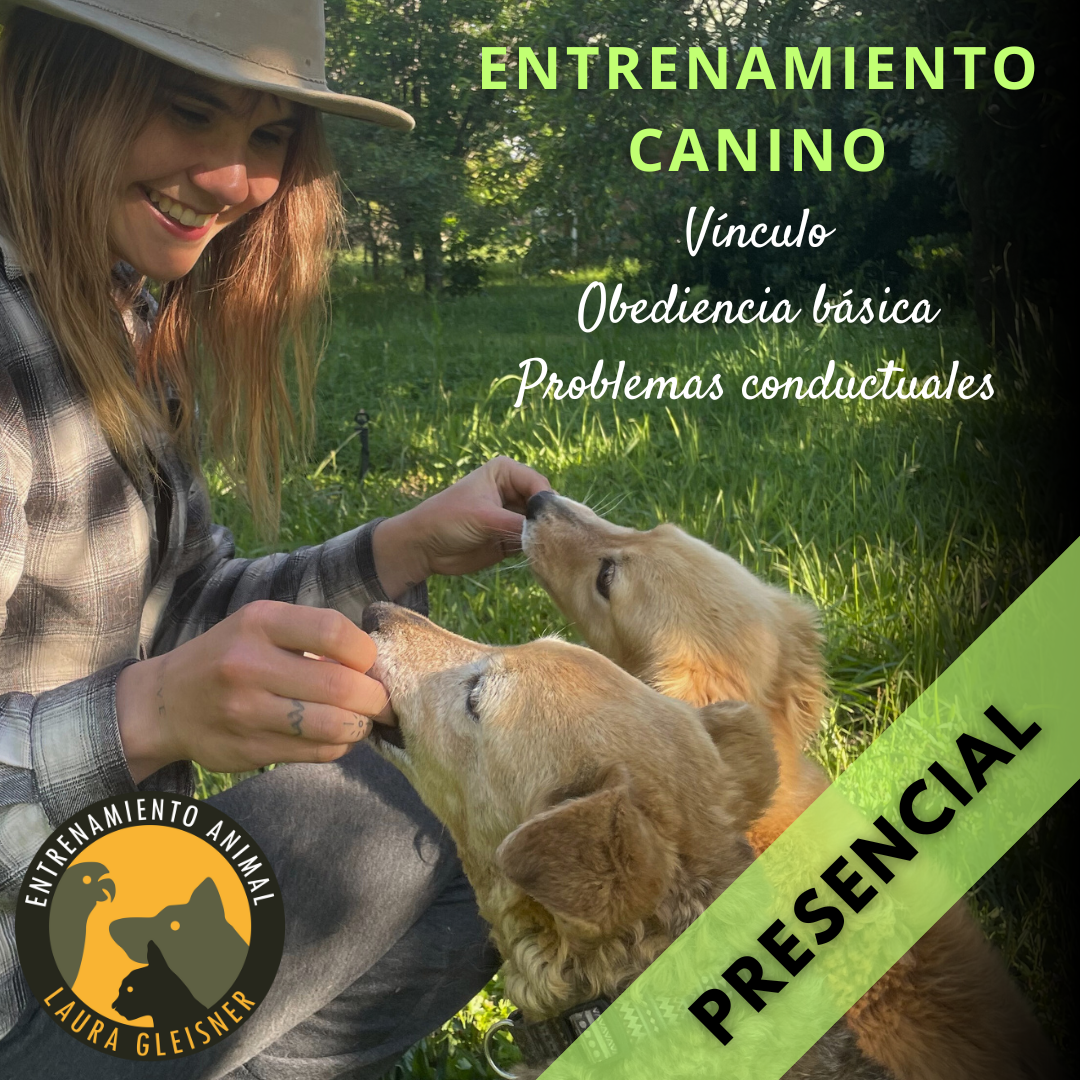 Adiestramiento canino (PRESENCIAL: TALCA Y ALREDEDORES)