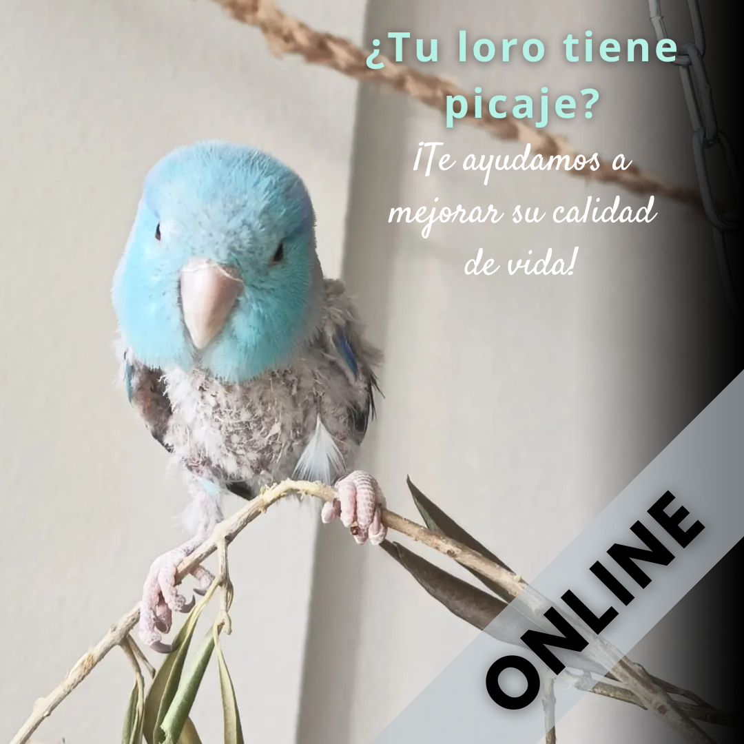 Asesoría Picaje en Psitácidas (loros) Online