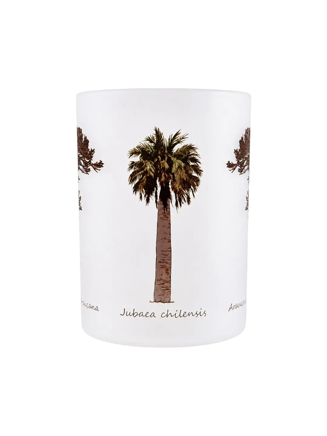 Tazón Glass Araucaria Palma Chilena 295ml 2