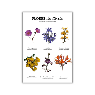 Lámina Flores de Chile A4 Papel Fotográfico 