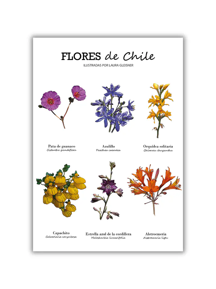 Lámina Flores de Chile A4 Papel Fotográfico  1