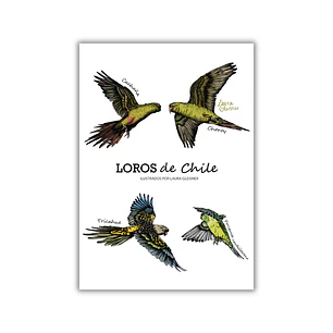 Lámina Loros de Chile A4 Papel Fotográfico