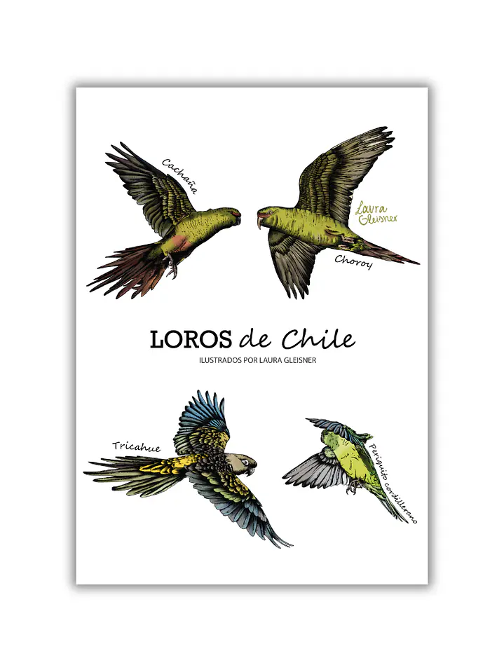 Lámina Loros de Chile A4 Papel Fotográfico 1