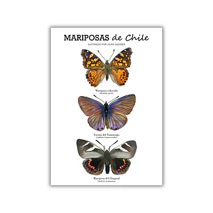 Lámina Mariposas de Chile A4 Papel Fotográfico 