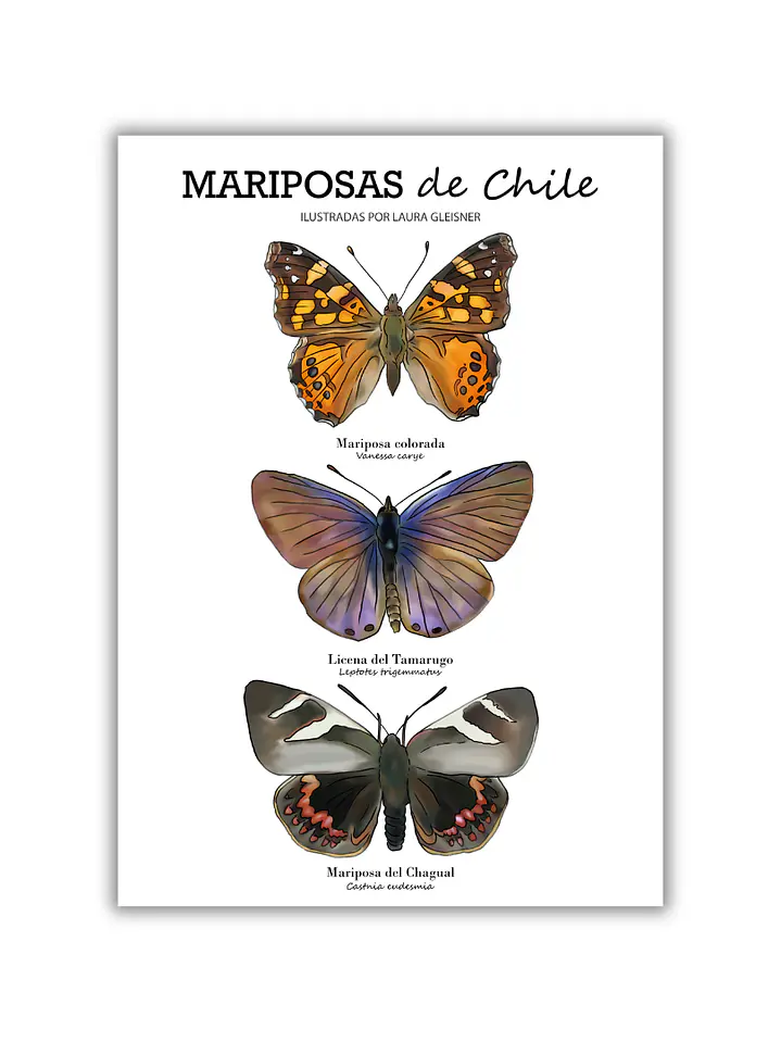 Lámina Mariposas de Chile A4 Papel Fotográfico  1