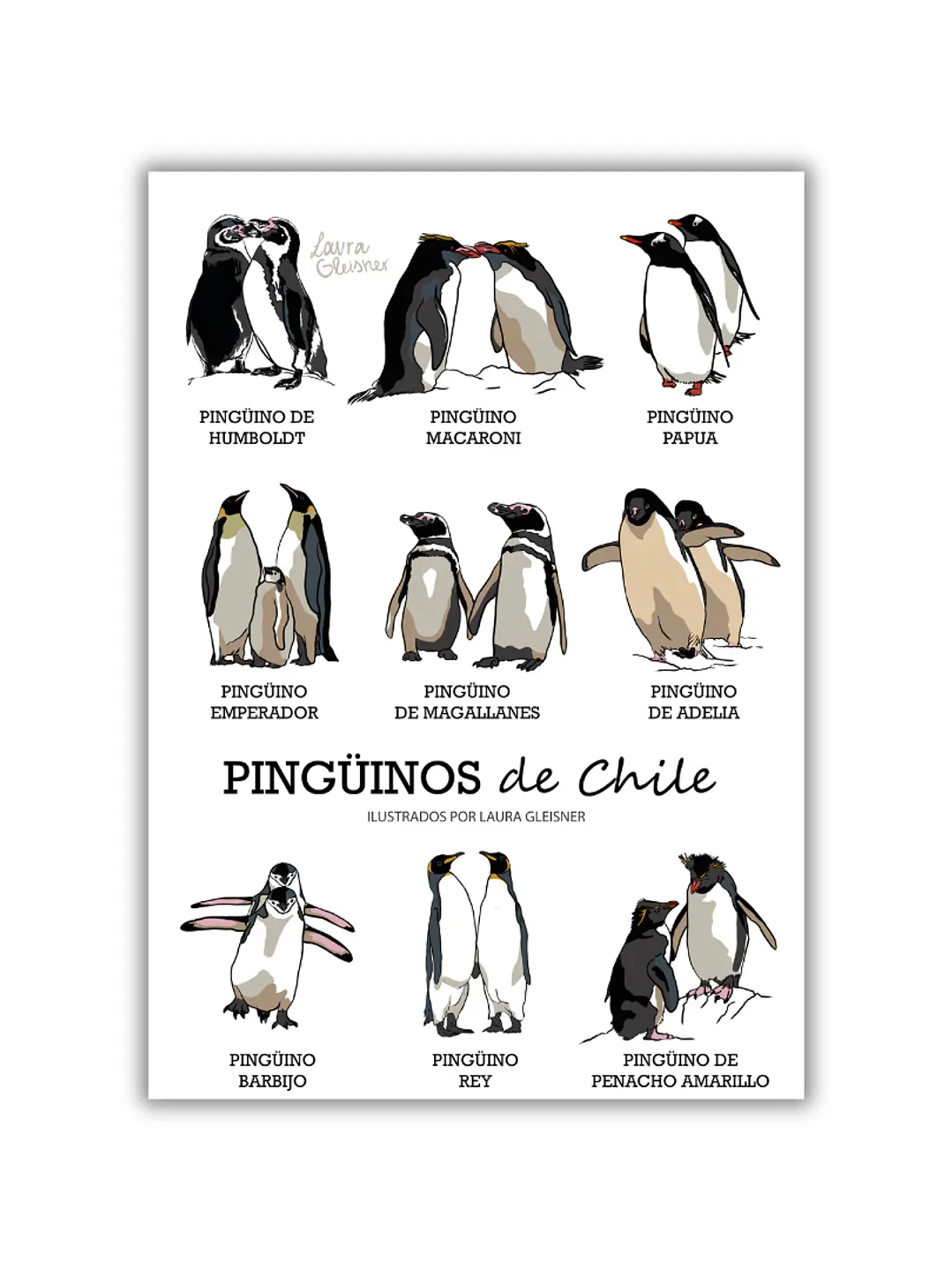 Lámina Pingüinos de Chile A4 Papel Fotográfico  1