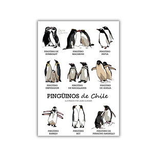 Lámina Pingüinos de Chile A4 Papel Fotográfico 