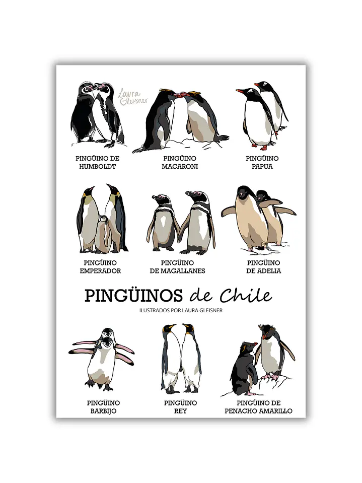 Lámina Pingüinos de Chile A4 Papel Fotográfico  1