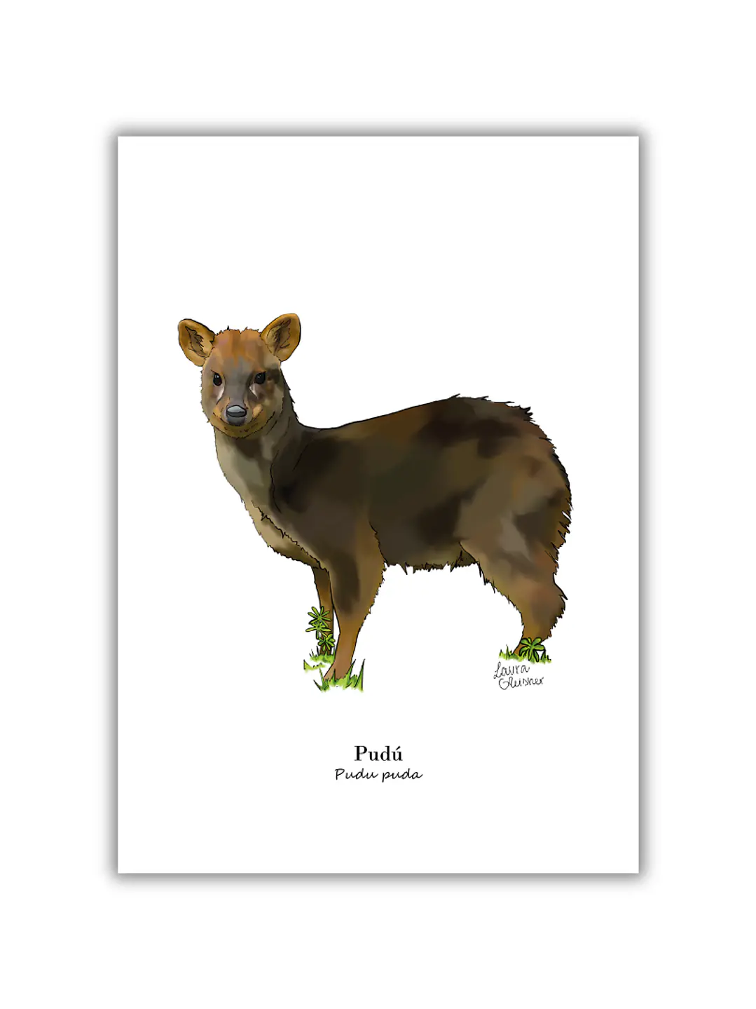Lámina Pudú A4 Papel Fotográfico  1