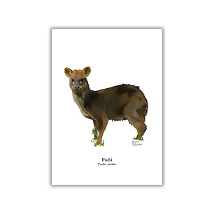 Lámina Pudú A4 Papel Fotográfico 