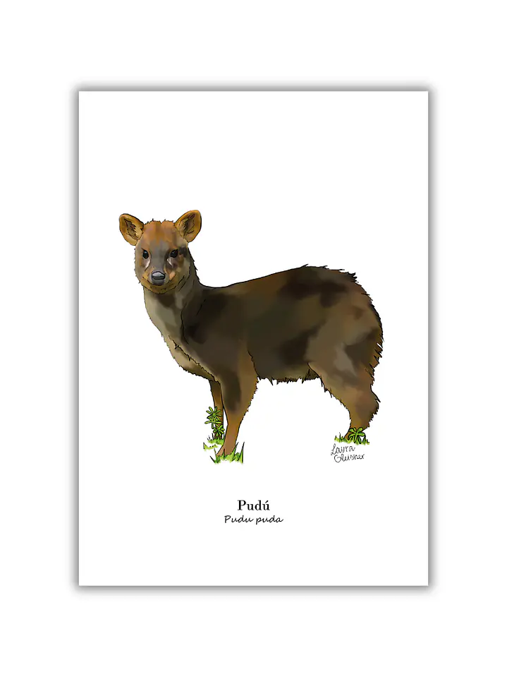 Lámina Pudú A4 Papel Fotográfico  1