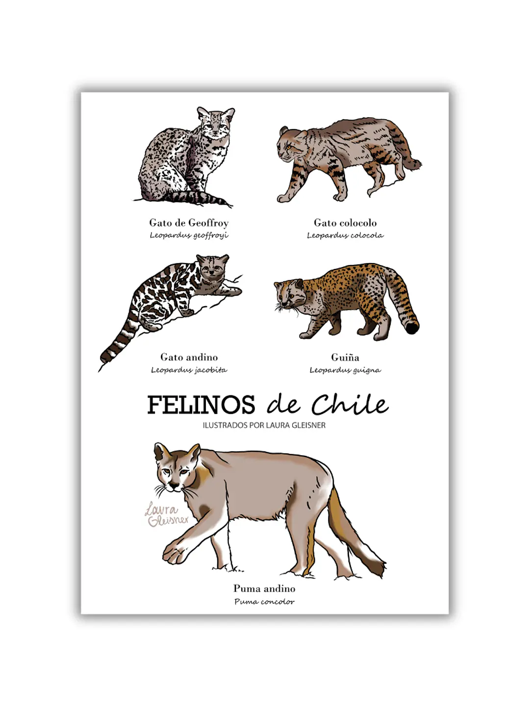 Lámina Felinos de Chile A4 Papel Fotográfico  1