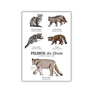 Lámina Felinos de Chile A4 Papel Fotográfico 