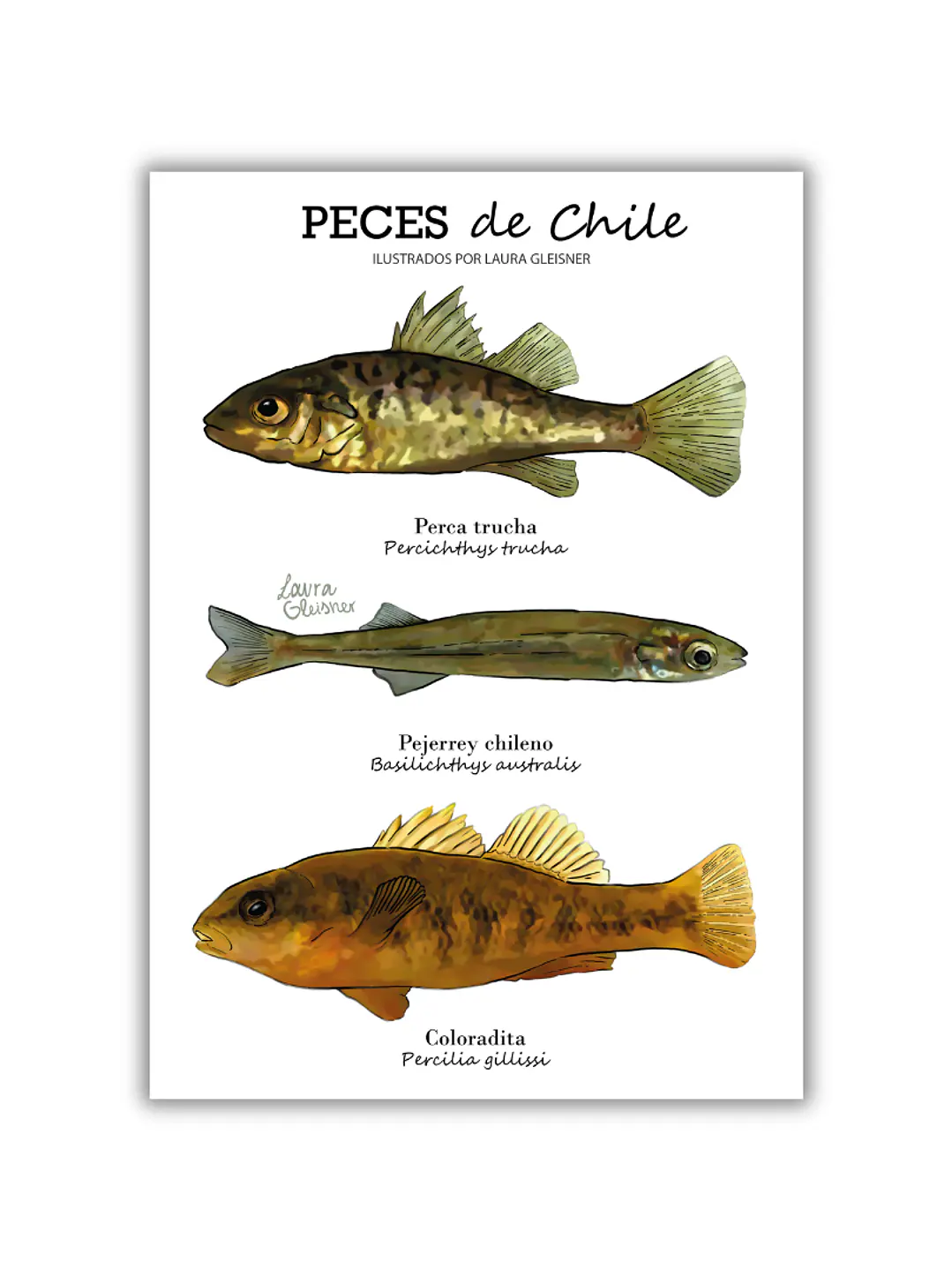 Lámina Peces de Chile A4 Papel Fotográfico  1